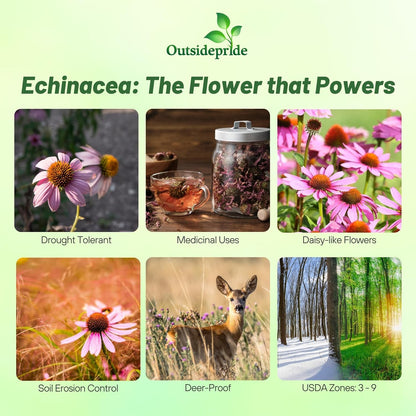 Outsidepride Purple Echinacea Coneflower Seeds - 5 lbs Perennial, Deer-Proof & Drought Tolerant
