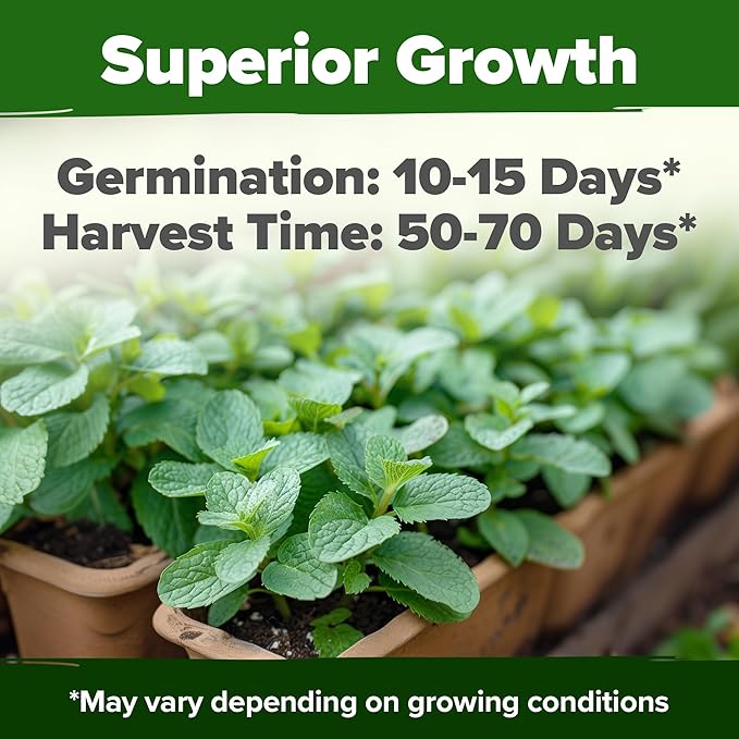 HOME GROWN 𝗨𝗦𝗔 𝗣𝗥𝗘𝗠𝗜𝗨𝗠 Common Mint Seeds (Bulk Pack) 1,800 𝗡𝗢𝗡-𝗚𝗠𝗢 Heirloom Herb