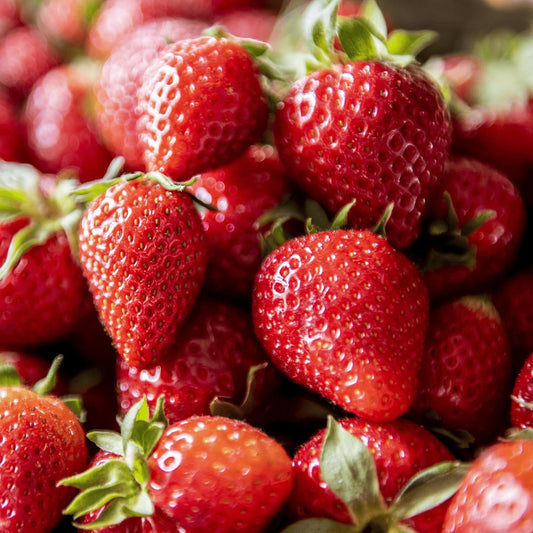 'Flavorfest' June Bearing Bare Root Strawberry Plants - Great for Beginners! Delicious Strawberries