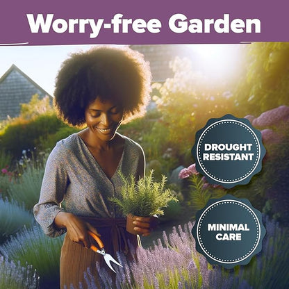 HOME GROWN 𝗨𝗦𝗔 𝗣𝗥𝗘𝗠𝗜𝗨𝗠 English Lavender Seeds 1,500+ 𝗡𝗢𝗡-𝗚𝗠𝗢 Wildflower Seed for
