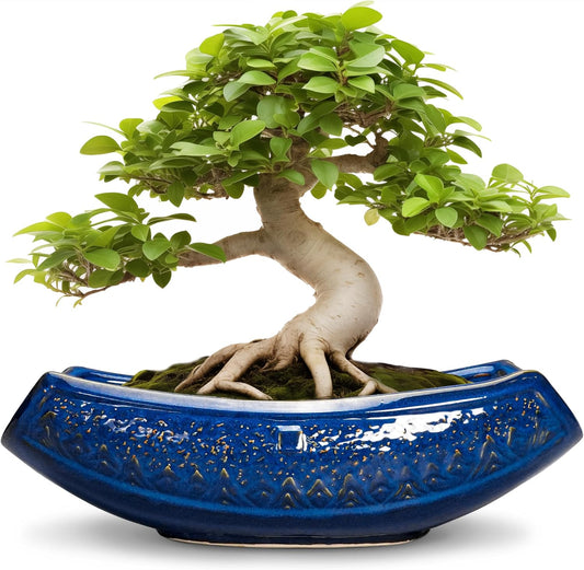 Bonsai Pots - 18 Inch Large Ceramic Succulent Pots for Indoor Outdoor, Bonsai Planter with Drainage