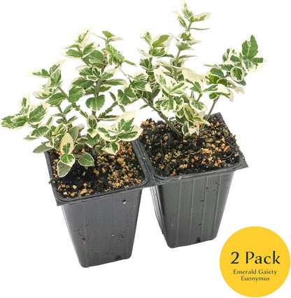 2 Emerald Gaiety Euonymus in 3.5" Nursery Cubes | Euonymus fortunei ‘Emerald Gaiety’ | Live Plants