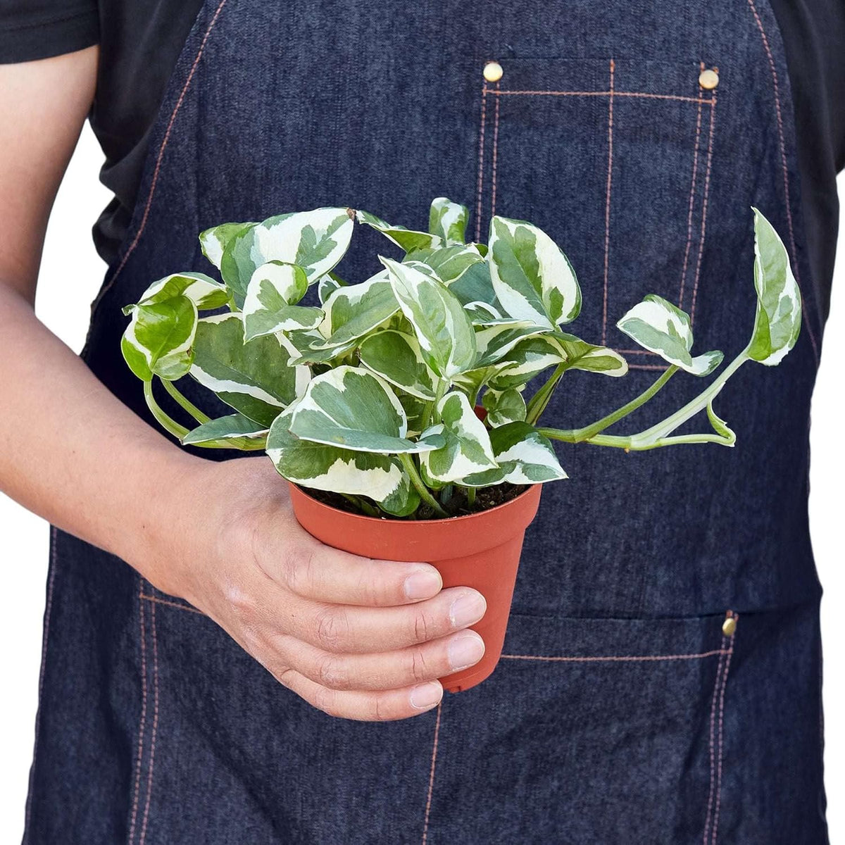 Pothos 'N'joy' Live Plant for Indoor | Different Houseplants in 4'' & 6'' Pot | Real House Plant