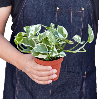 Pothos 'N'joy' Live Plant for Indoor | Different Houseplants in 4'' & 6'' Pot | Real House Plant
