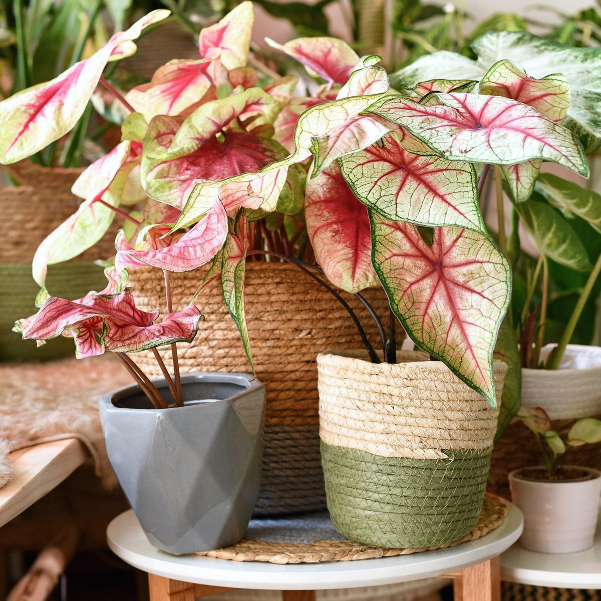Gardenera Caladium Plant Potting Soil - All-Natural Blend for Thriving Caladium Plants - Boosts