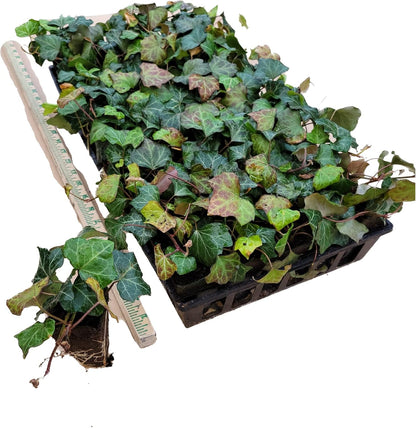 English Ivy Hardy Groundcover/Climbing Vine 50 Plants 2" Pots