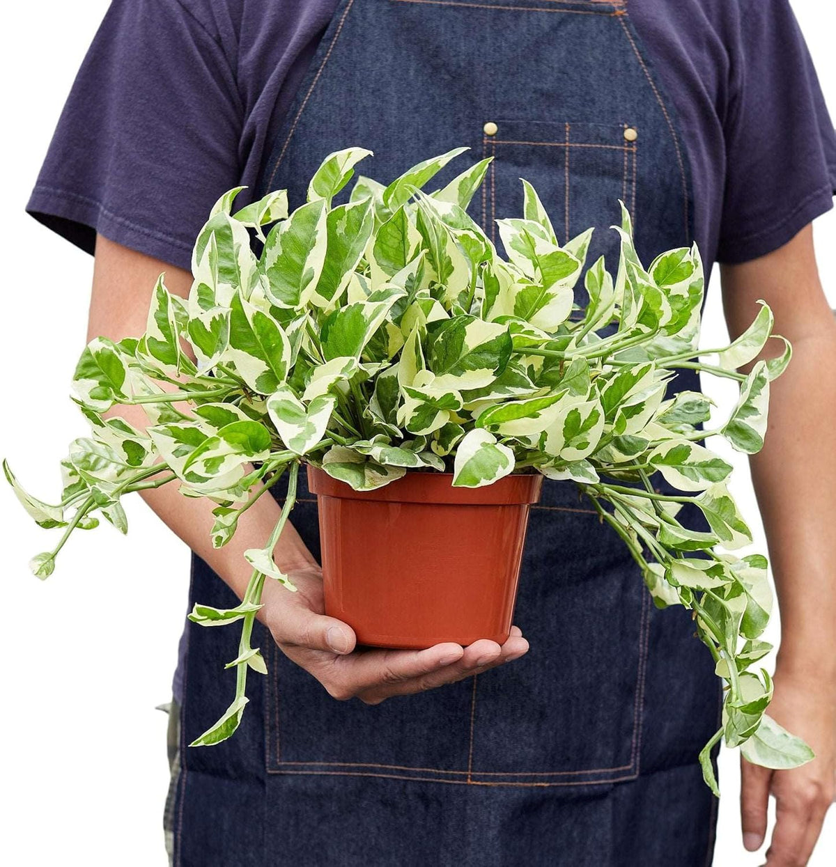 Pothos 'N'joy' Live Plant for Indoor | Different Houseplants in 4'' & 6'' Pot | Real House Plant
