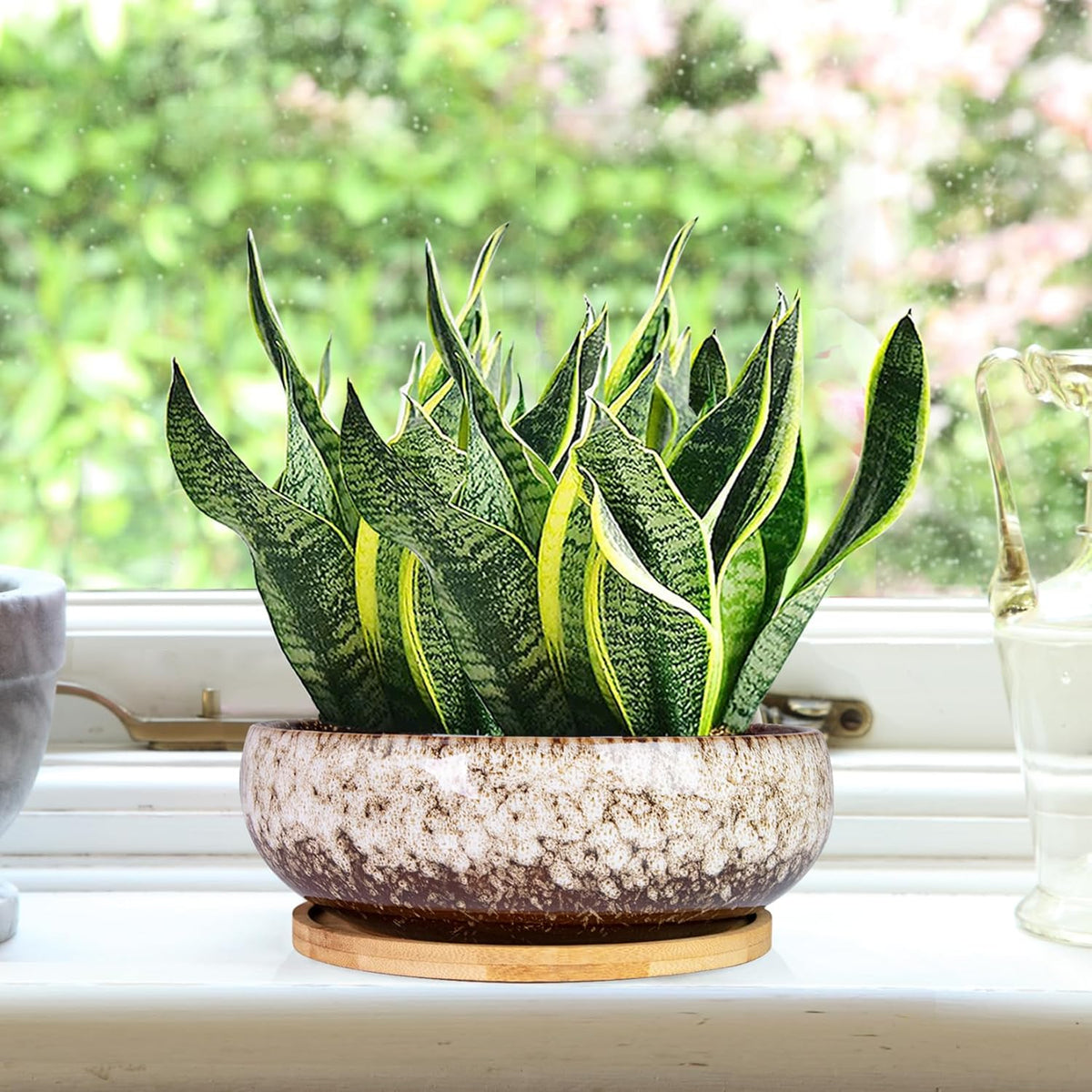 ARTKETTY Succulent Pots - 7.5 Inch Large Plant Pot with Bamboo Tray, Shallow Bonsai Pots with