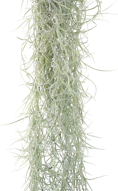 6 Pack Thick Colombian Spanish Moss Live Strands with Wire Hook - Tillandsia Usneiodes - Live