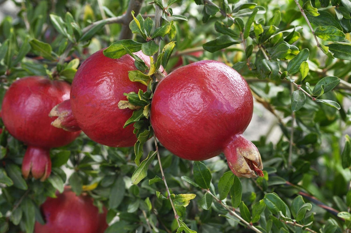 Patio Fruit Plant Variety Pack - 4 Live Starter Plants - One Each of Fig Tree, Blueberry