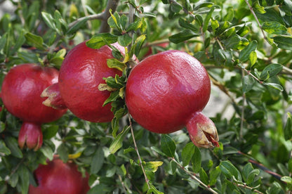 Patio Fruit Plant Variety Pack - 4 Live Starter Plants - One Each of Fig Tree, Blueberry