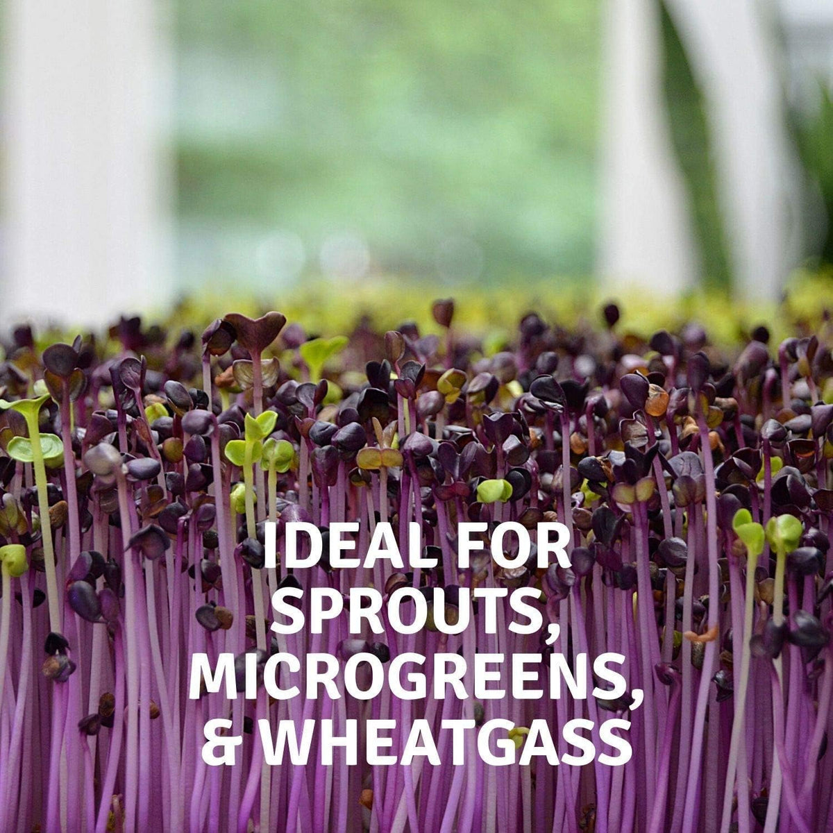 Micro-Mats Hydroponic Grow Pads - for Organic Production - 10 Pack - Plant & Seed Germination: