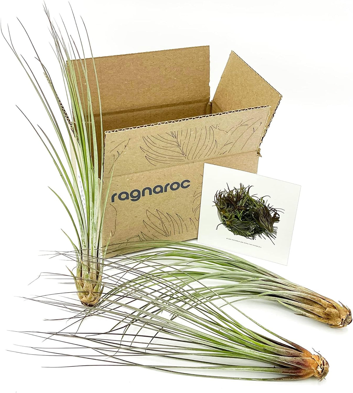 ragnaroc Air Plants - Tillandsia Juncea, Jumbo 8-12" - 3ct - Live Arrival Guaranteed - House Plants