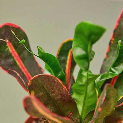 Croton Mammy Live Plant for Indoor | Different Houseplants in 3'' Pot | Real House Plant for Living