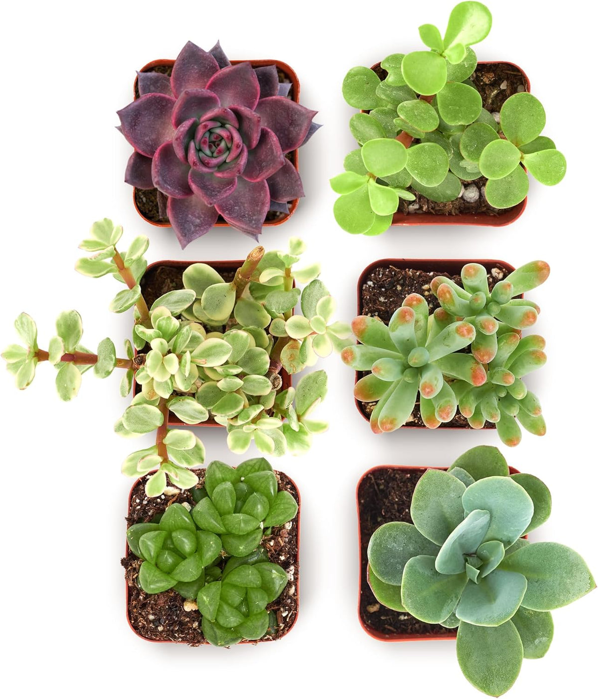 Shop Succulents Collectors Succulent Plant Pack Collection - Live Mini Succulent Plants, Low