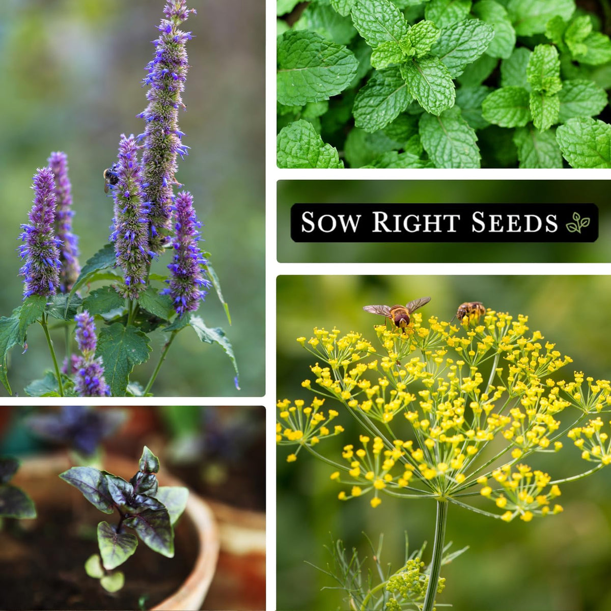 Sow Right Seeds - 15 Herb Garden Seed Collection for Planting - Essential Herbs for Cooking