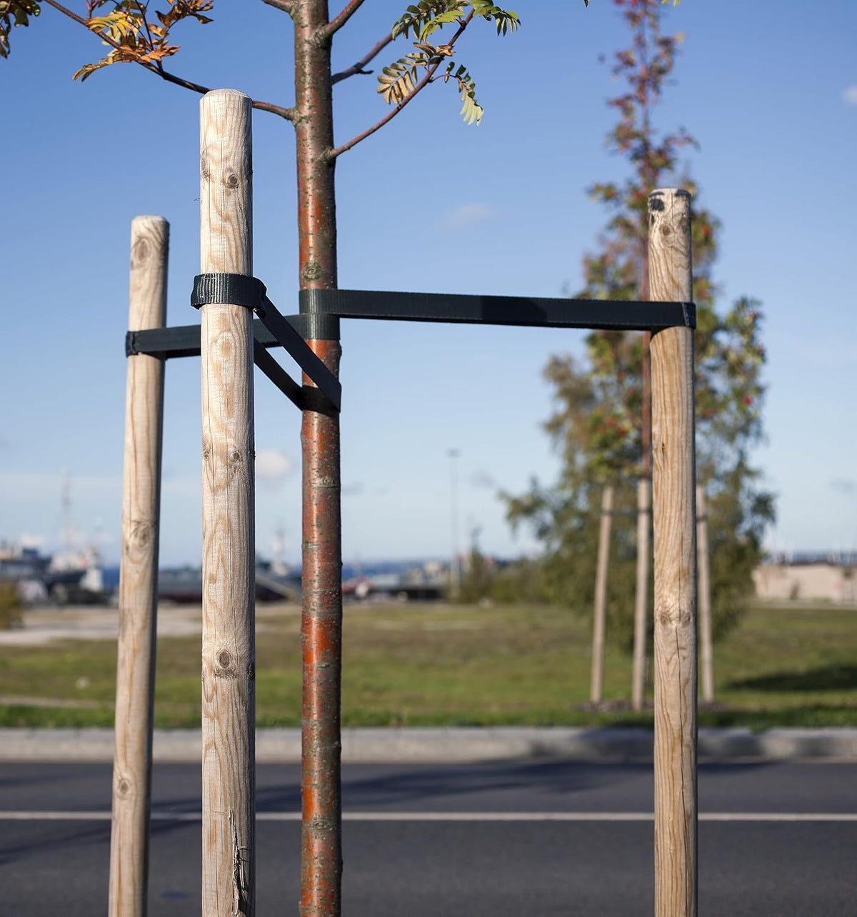 Greenes Fence RC80NR612U Round Lodge Pole Stake, Untreated