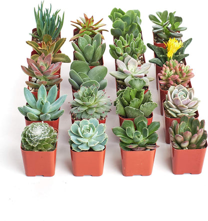 Shop Succulents Unique Succulent Plant Pack Collection - Live Mini Succulent Plants, Low