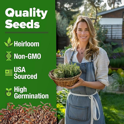 HOME GROWN 𝗨𝗦𝗔 𝗣𝗥𝗘𝗠𝗜𝗨𝗠 Rosemary Seeds Pack - 150 High Germinating 𝗡𝗢𝗡-𝗚𝗠𝗢 Heirloom