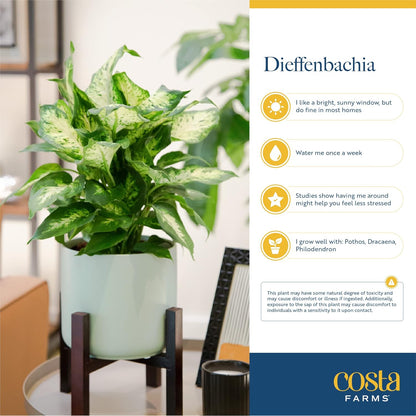 Costa Farms Dieffenbachia, Live Indoor Plant in Décor Plant Pot, Potted Houseplant in Potting Soil