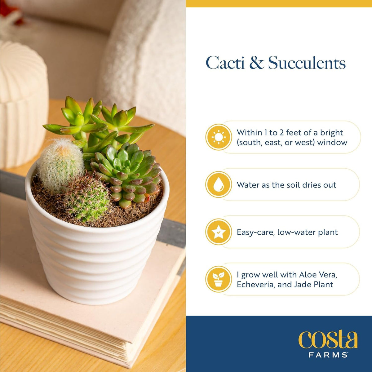 Costa Farms Mini Succulent Live Plants in Plastic Pots, Easy to Maintain Indoor Succulents