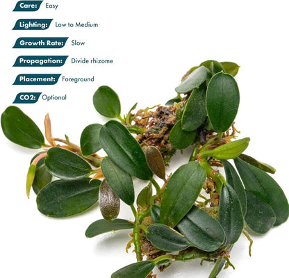 SubstrateSource Bucephalandra Brownie Phoenix Live Aquarium Plant - Natural Freshwater Fish Tank