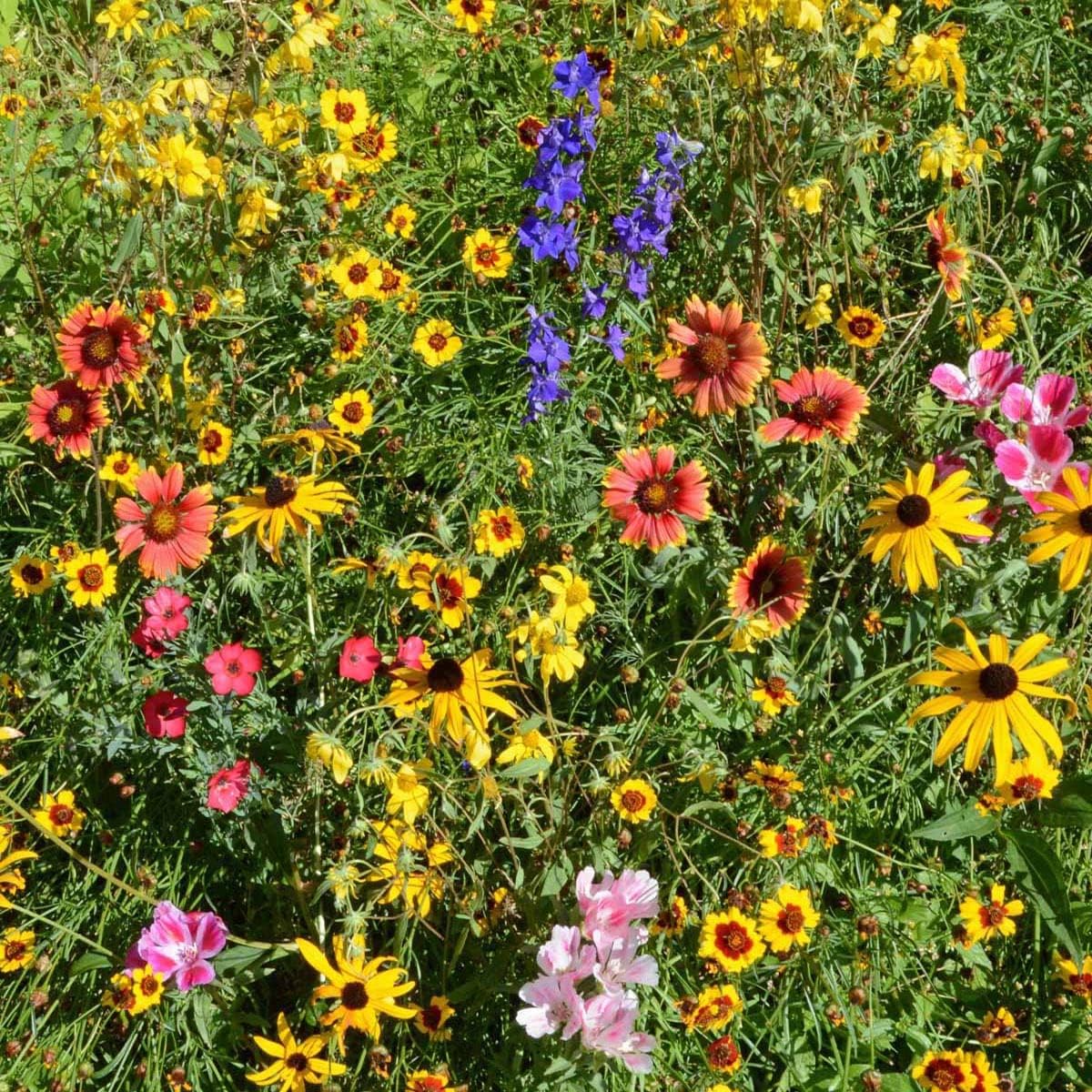 Outsidepride Mountain Wild Flower Seed Mix - 1/4 lb Premium Blend of Annual & Perennial Wildflower