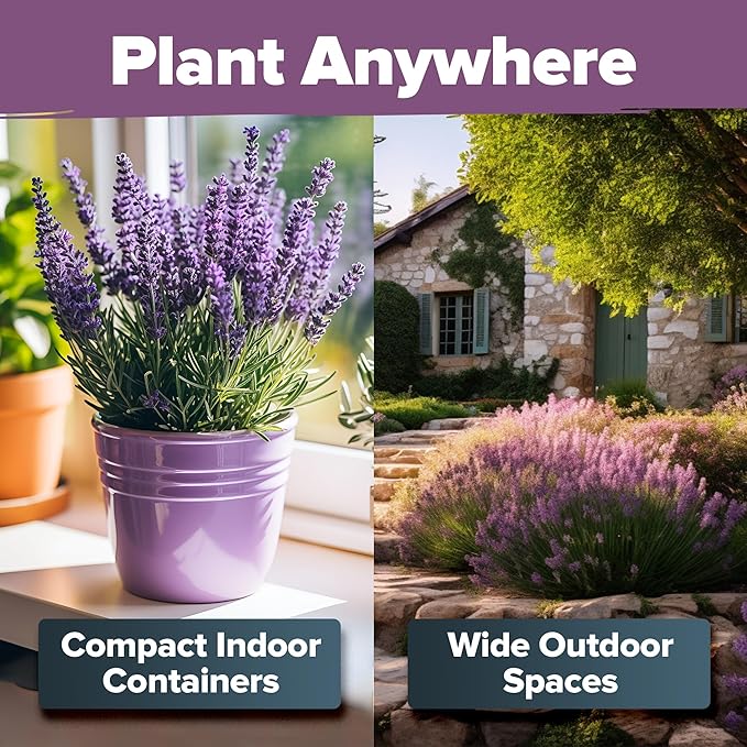 HOME GROWN 𝗨𝗦𝗔 𝗣𝗥𝗘𝗠𝗜𝗨𝗠 English Lavender Seeds 1,500+ 𝗡𝗢𝗡-𝗚𝗠𝗢 Wildflower Seed for