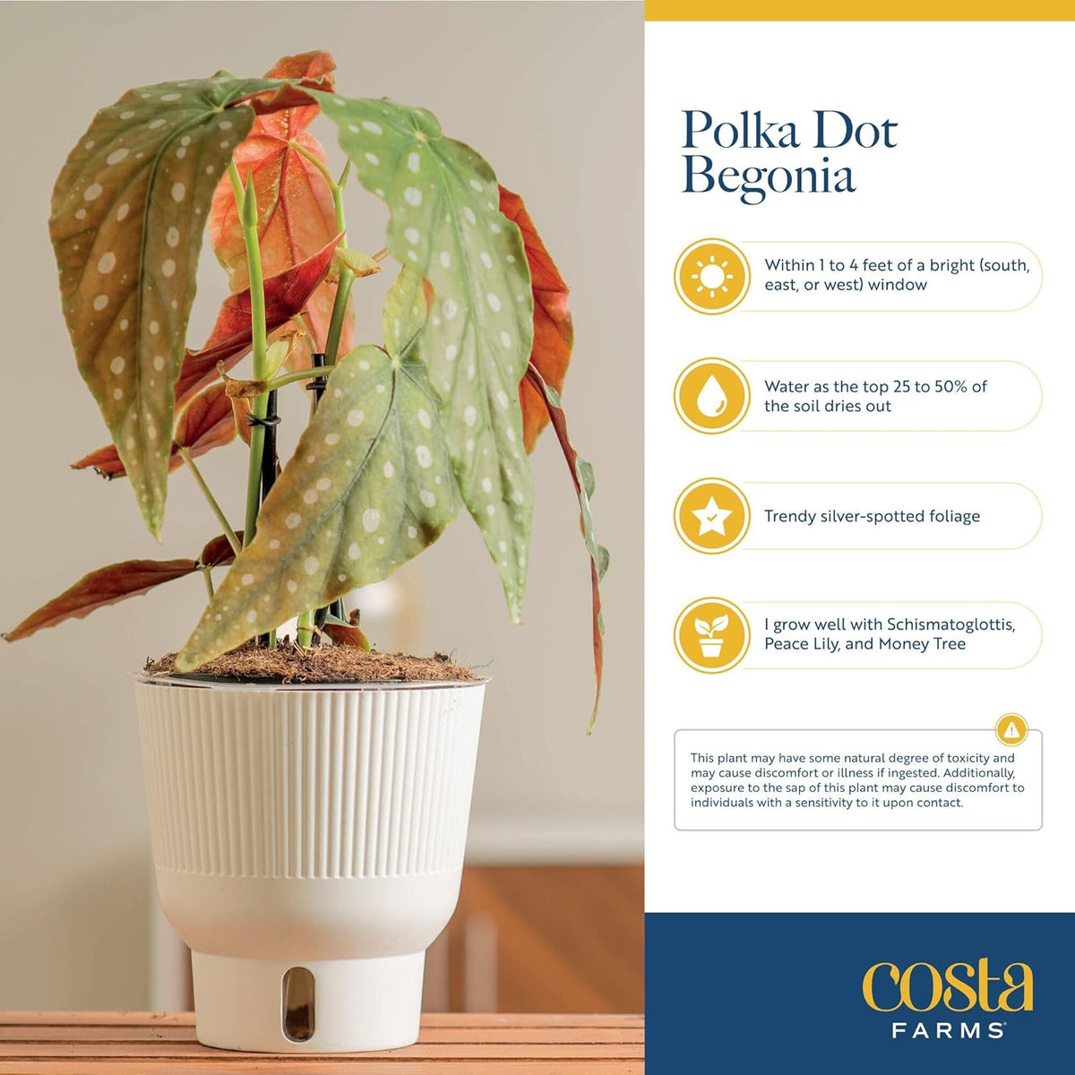 Costa Farms Begonia Maculata Live Plant in Self Watering Pot, Indoor Houseplant, Perfect for Home