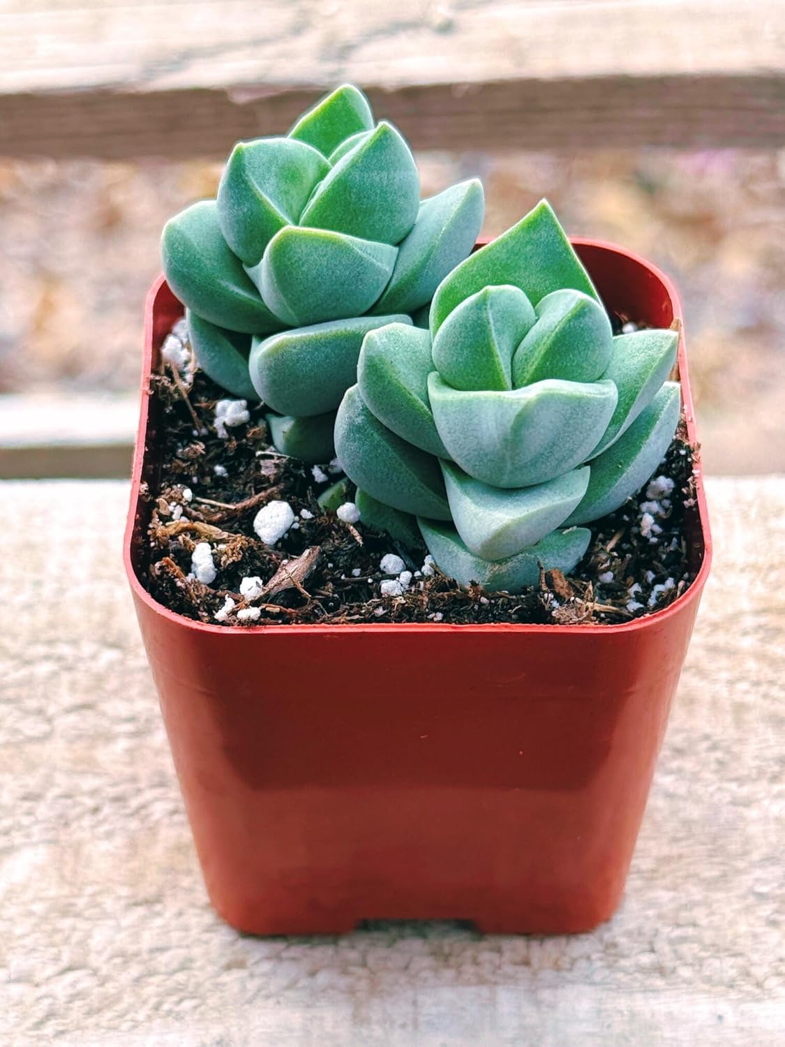 Succulents Plants Live 2inch Live Mini Succulent Plants, Easy Care House Plants Rooted in Succulent