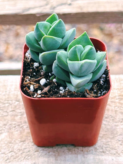 Succulents Plants Live 2inch Live Mini Succulent Plants, Easy Care House Plants Rooted in Succulent