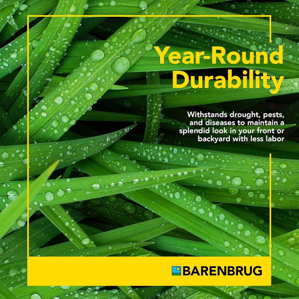 Barenbrug Winter Wonderlawn Grass Seed for Southern Lawns, Fast-Acting Durable Grass Seed Mix for