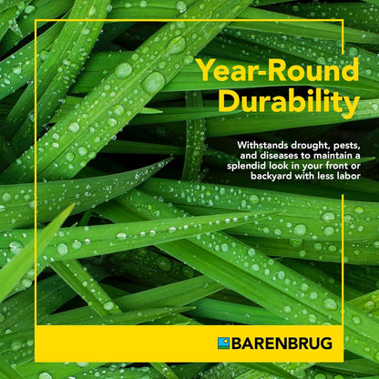 Barenbrug Winter Wonderlawn Grass Seed for Southern Lawns, Fast-Acting Durable Grass Seed Mix for