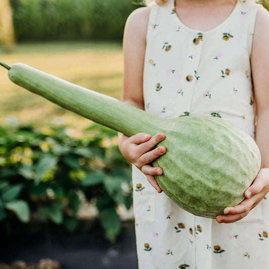 Long Handle Dipper Gourd - 25 Seeds - Heirloom & Open-Pollinated Variety, Non-GMO Vegetable Seeds