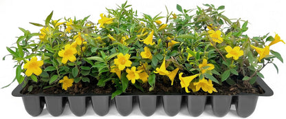 Carolina Jasmine | 3 Live Plants | Gelsemium sempervirens | Fast-Growing Flowering Vine for