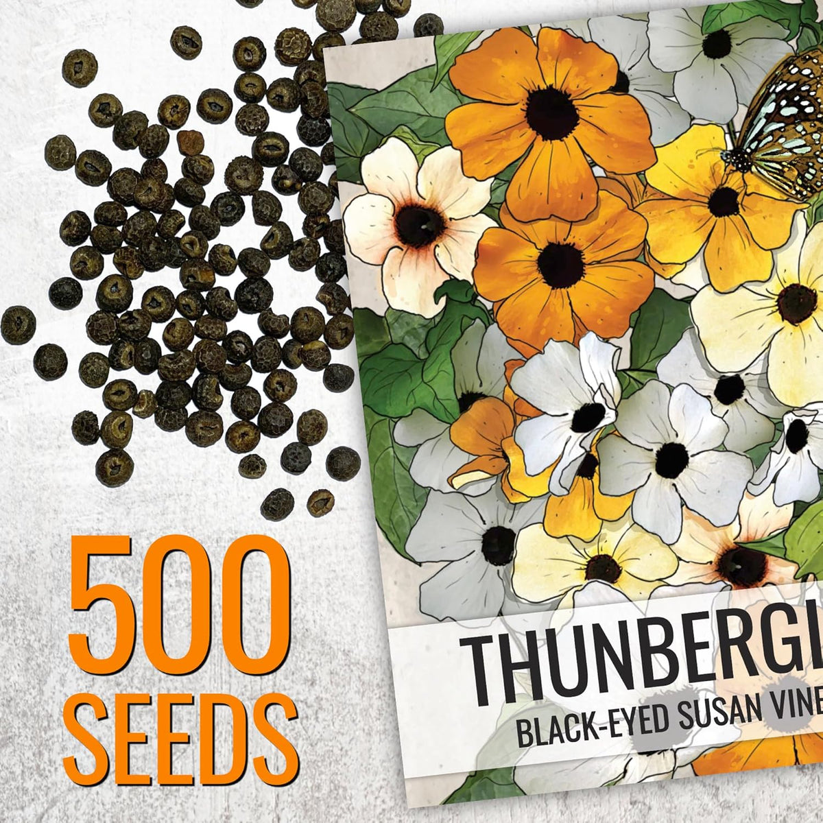 Seed Needs, Black-Eyed Susan Vine Seeds - 100 Heirloom Seeds for Planting Thunbergia alata - Annual