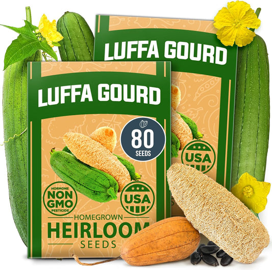 HOME GROWN Luffa Seeds 2 Pack(Luffa aegyptiaca)80 Heirloom 𝗡𝗢𝗡-𝗚𝗠𝗢,𝗨𝗦𝗔-𝗦𝗢𝗨𝗥𝗖𝗘𝗗