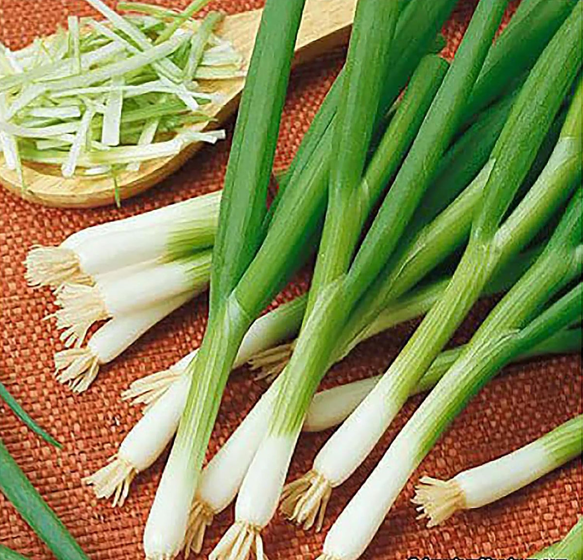 Green Onion Scallion Seeds Scarlet Bandito - Produces a Beautiful Scarlet red hue with flecks of