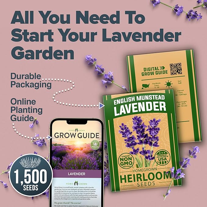 HOME GROWN 𝗨𝗦𝗔 𝗣𝗥𝗘𝗠𝗜𝗨𝗠 English Lavender Seeds 1,500+ 𝗡𝗢𝗡-𝗚𝗠𝗢 Wildflower Seed for