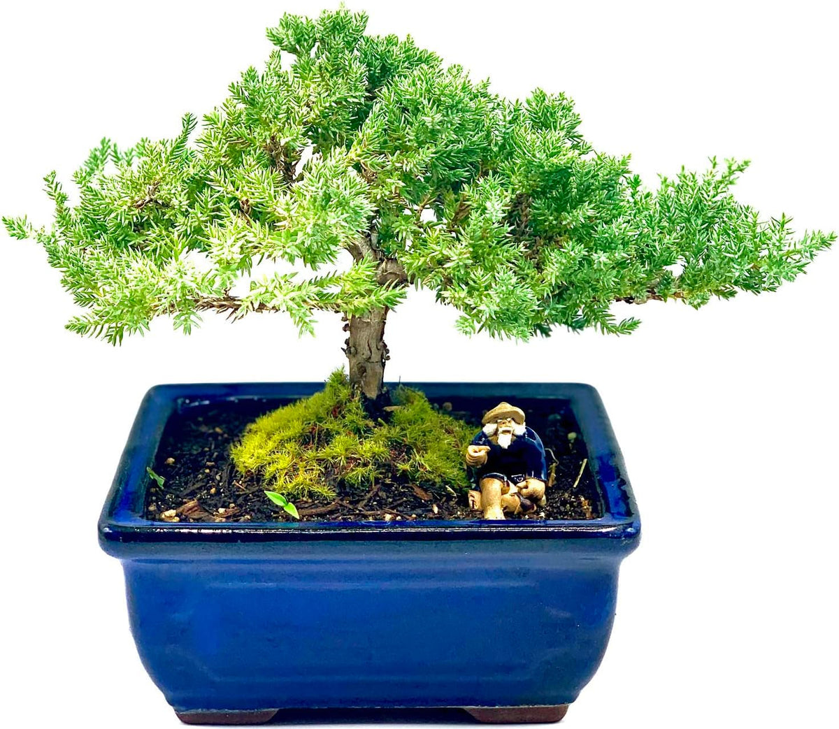 Live Dwarf Juniper Bonsai Tree 7 Year Old | Juniper or Jade Bonsai Tree | Indoor/Outdoor | 100%
