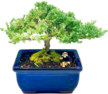 Live Dwarf Juniper Bonsai Tree 7 Year Old | Juniper or Jade Bonsai Tree | Indoor/Outdoor | 100%