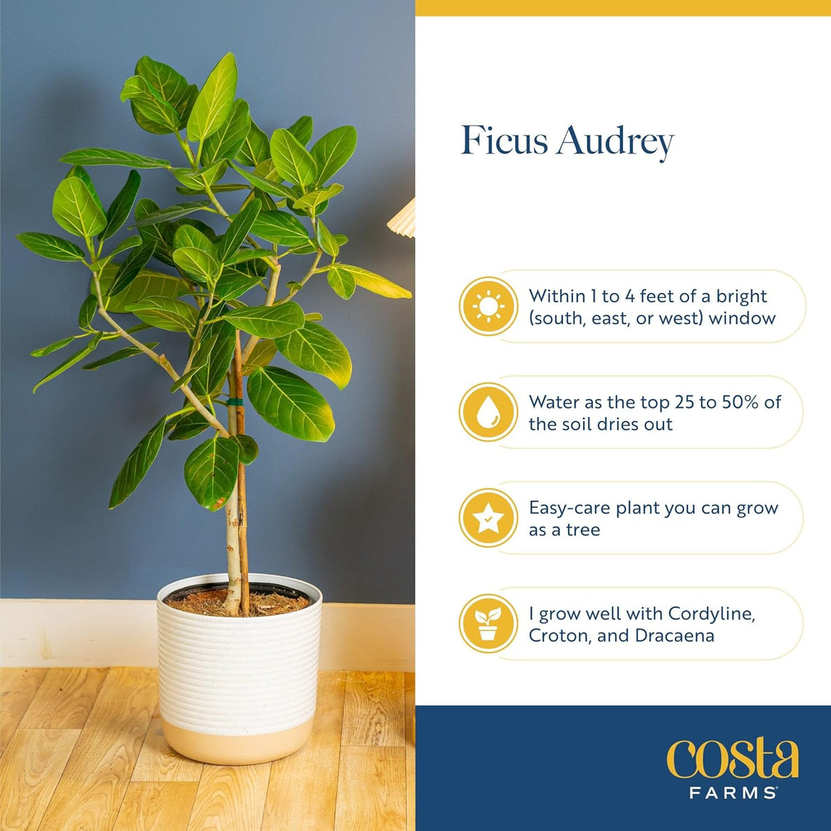 Costa Farms Ficus Audrey Tree Live Plants in Decorative Pot, Large Indoor Houseplant, Perfect for
