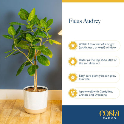 Costa Farms Ficus Audrey Tree Live Plants in Decorative Pot, Large Indoor Houseplant, Perfect for