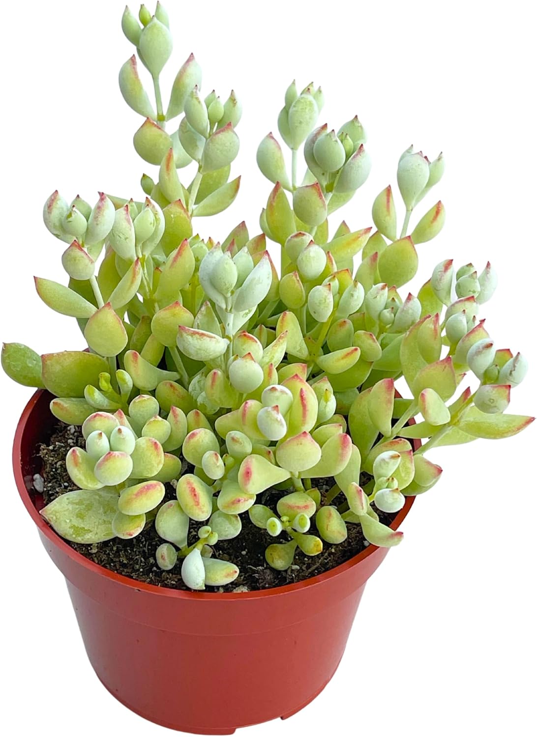 Live Succulent 4" Cotyledon Pendens Cliff Hanger, Succulents Plants Live Fully Rooted House Plant