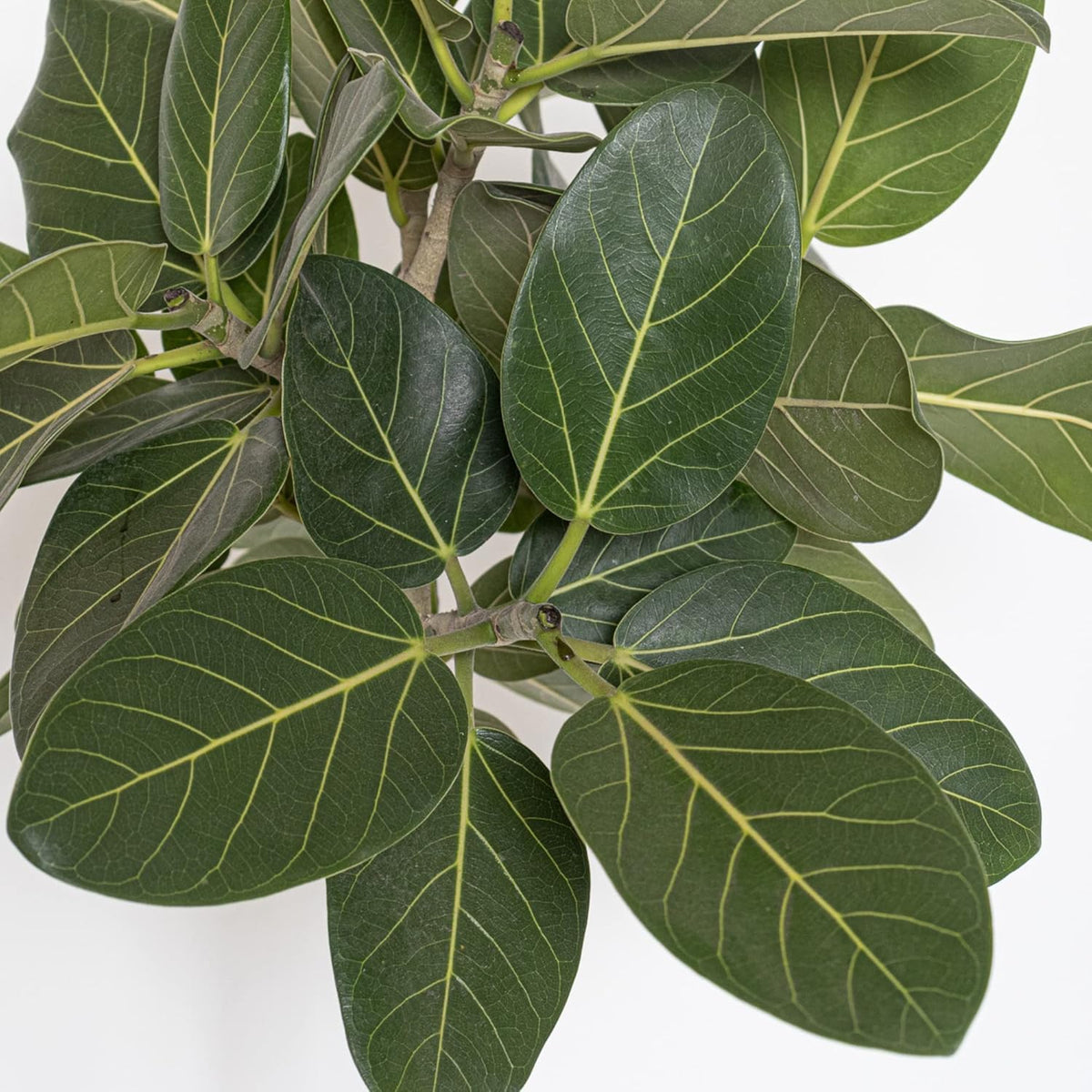 United Nursery Ficus Audrey – Standard Indoor Tree in 10” Grower Pot – 32–38 Inches Tall – Upright