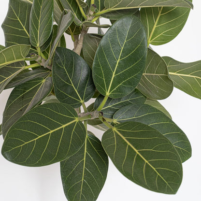 United Nursery Ficus Audrey – Standard Indoor Tree in 10” Grower Pot – 32–38 Inches Tall – Upright