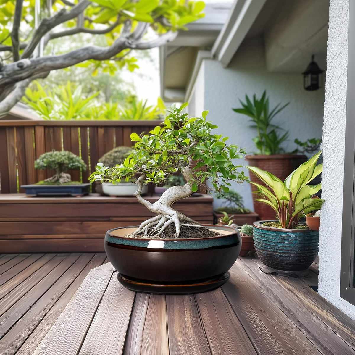 SQOWL Bonsai Planter 12 Inch - Ceramic Succulent Pots Large, Round Shallow Plant Pots Indoor with