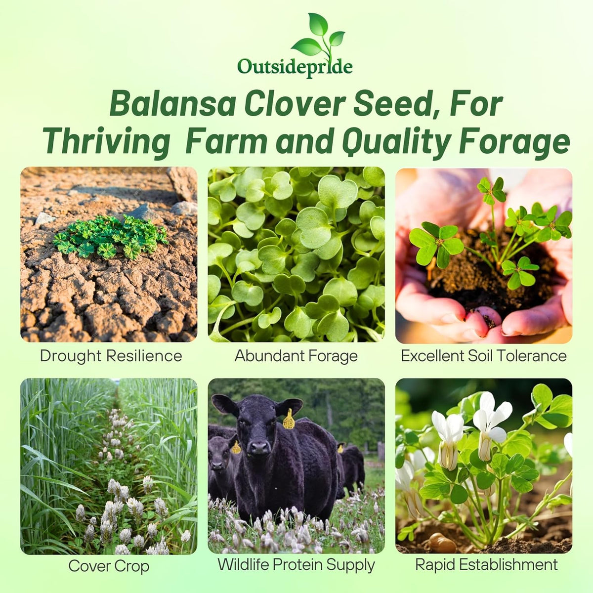 Outsidepride Fixation Balansa Clover Seeds for Lawn - 10 lbs. Coated & Inoculated, Cold Season