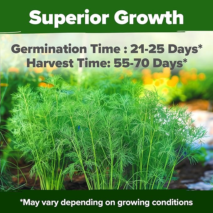 HOME GROWN 𝗨𝗦𝗔 𝗣𝗥𝗘𝗠𝗜𝗨𝗠 Dill Seeds for Planting 1,014 Bouquet Dill Seeds 𝗡𝗢𝗡-𝗚𝗠𝗢 and