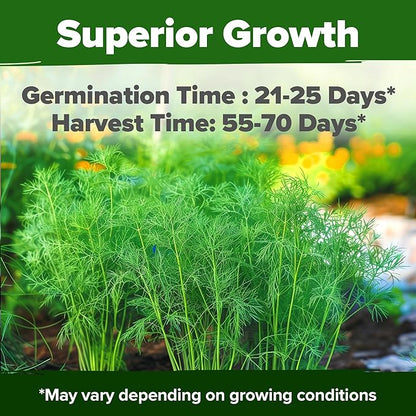 HOME GROWN 𝗨𝗦𝗔 𝗣𝗥𝗘𝗠𝗜𝗨𝗠 Dill Seeds for Planting 1,014 Bouquet Dill Seeds 𝗡𝗢𝗡-𝗚𝗠𝗢 and